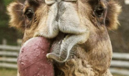 骆驼交配视频,自然繁衍的壮丽瞬间